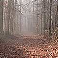 Click for photo of Old Trace